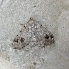 Pale-marked Angle thumbnail 1
