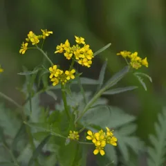 Creeping Yellowcress thumbnail 4