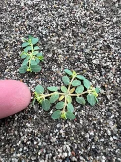 Contura Creek Sandmat thumbnail 1