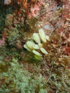 smooth urn sponge thumbnail 3