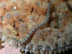 Odontosyllis phosphorea thumbnail 3