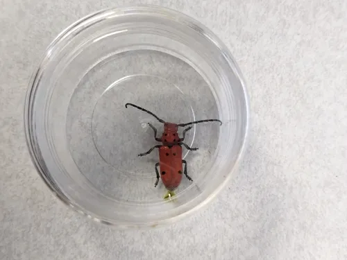 Tetraopes basalis