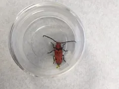 Tetraopes basalis thumbnail 1