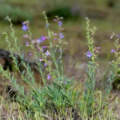 Gairdner's Beardtongue thumbnail 2
