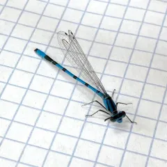 Hagen's Bluet thumbnail 4