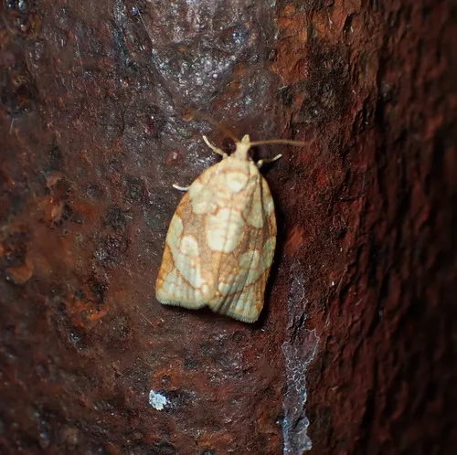 Shimmering Gold Adoxophyes Moth