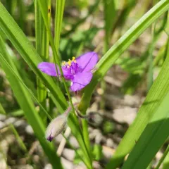 Longbract Spiderwort thumbnail 2