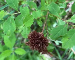 Cecidomyia lappa thumbnail 1