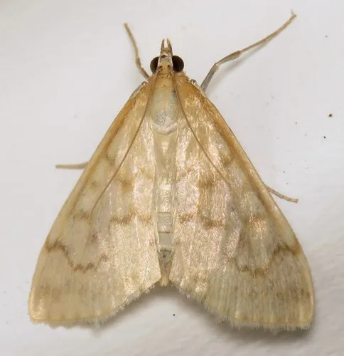Hahncappsia pergilvalis