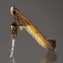 Azalea Leafminer Moth thumbnail 1