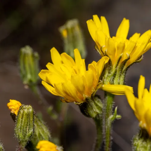 Baker's hawksbeard