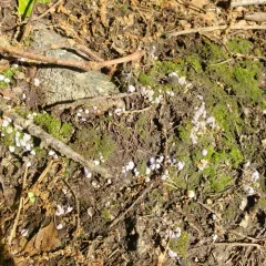 Chromelosporiopsis coerulescens thumbnail 2