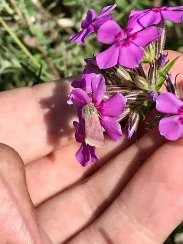Phlox Moth