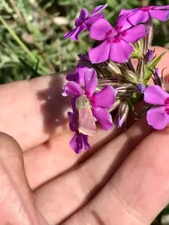 Phlox Moth thumbnail 1