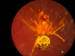 Thymoites camano thumbnail 2