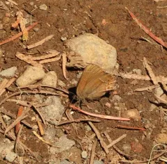 Johnson’s Hairstreak thumbnail 4