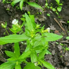 clammy hedge-hyssop thumbnail 4