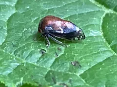 black locust treehopper thumbnail 2