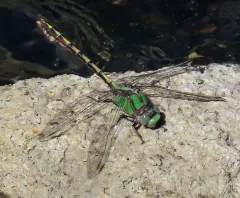 Sioux Snaketail thumbnail 2