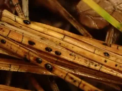 Lophodermium nitens thumbnail 3