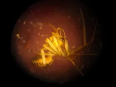 Grey Sheetweb Weaver thumbnail 1