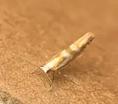 Argyresthia canadensis thumbnail 2