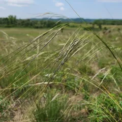 porcupine needlegrass thumbnail 4