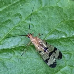 Panorpa debilis thumbnail 3
