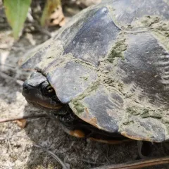 False Map Turtle thumbnail 3