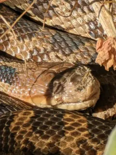 Snake Fungal Disease thumbnail 3