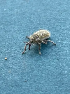 Yellow Starthistle Hairy Weevil thumbnail 1