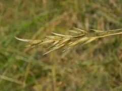Vasey's Oatgrass thumbnail 3