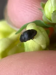 Toadflax Flower Beetle thumbnail 2