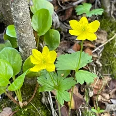 Yellow Anemone thumbnail 3