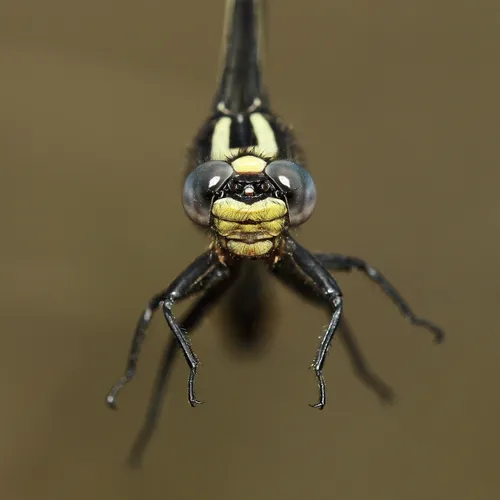 Rapids Clubtail