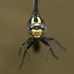 Rapids Clubtail thumbnail 1