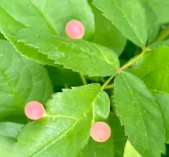 Smooth Pea Gall Wasp thumbnail 3