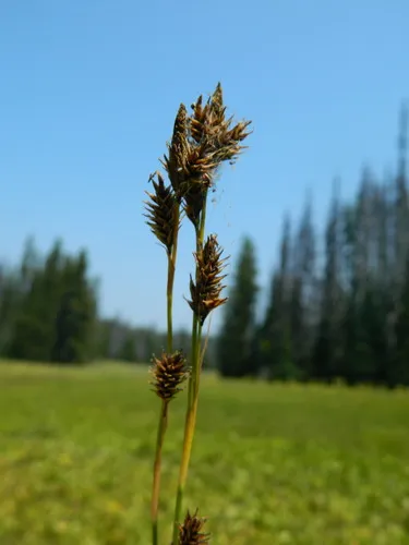woodrush sedge