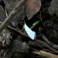 Euceratia castella thumbnail 2