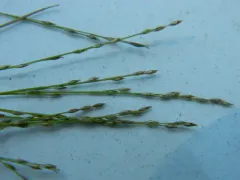 pull-up muhly thumbnail 2