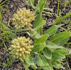 woolly milkweed thumbnail 3