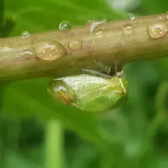Stictocephala brevitylus thumbnail 4