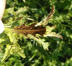 thistle rust thumbnail 1