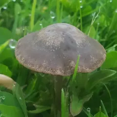 Mower's Mushroom thumbnail 3