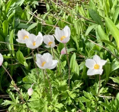 Snowdrop Anemone thumbnail 2