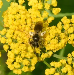 Golden-Alexanders Mining Bee thumbnail 3