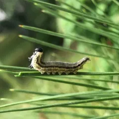 European Pine Sawfly thumbnail 3