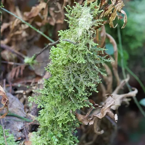 Douglas' Neckera Moss