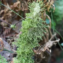 Douglas' Neckera Moss thumbnail 1