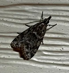 McDunnough's Eudonia thumbnail 4